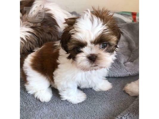 PoulaTo: αγαπώντας Shih tzu έτοιμο για υιοθέτηση.